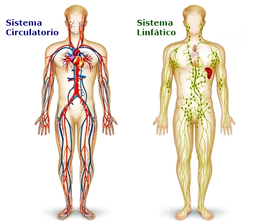 Sistema circulatorio y sistema linfático.